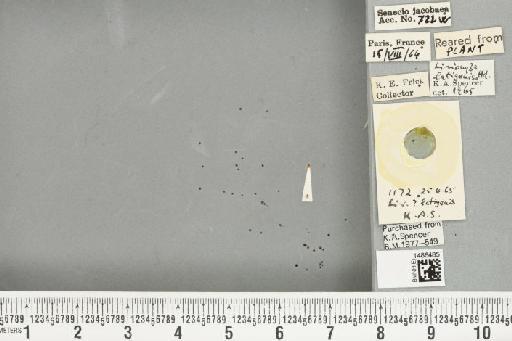 Liriomyza latigenis (Hendel, 1920) - BMNHE_1486485_50209