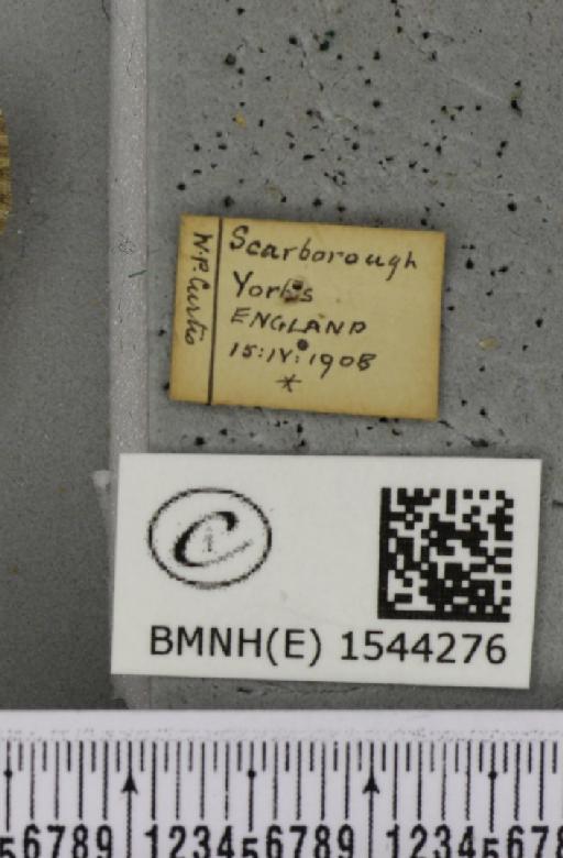 Thyatira batis (Linnaeus, 1758) - BMNHE_1544276_label_235309