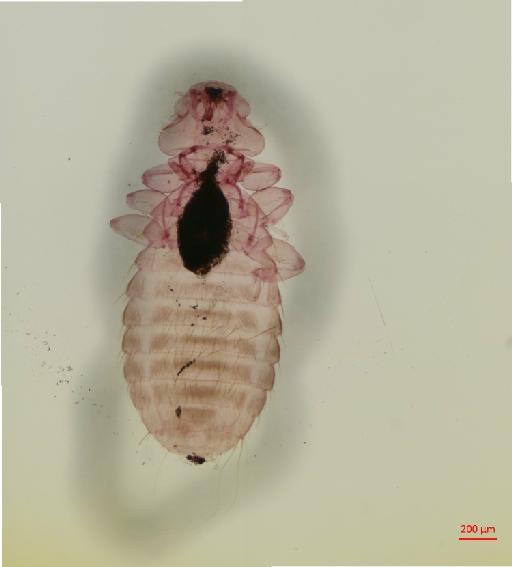 Menacanthus machadoi Tendeiro, 1958 - 010658310__2017_07_24-Scene-1-ScanRegion0