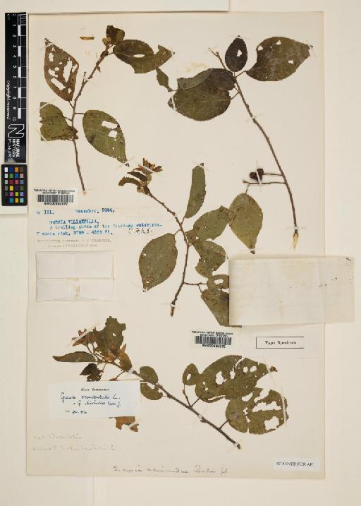 Grewia occidentalis L. - 000630878_a