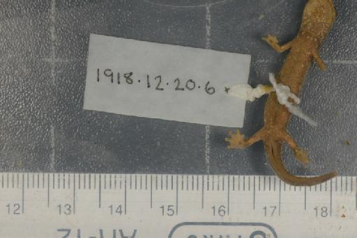 Hydromantes italicus strinatii - Image of specimen 1918.12.20.6
