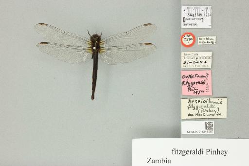 Nesciothemis fitzgeraldi Pinhey, 1956 - 011248587_dorsal