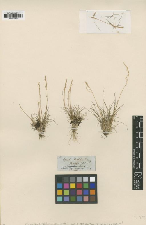 Agrostis meyenii Trin. - BM000938534