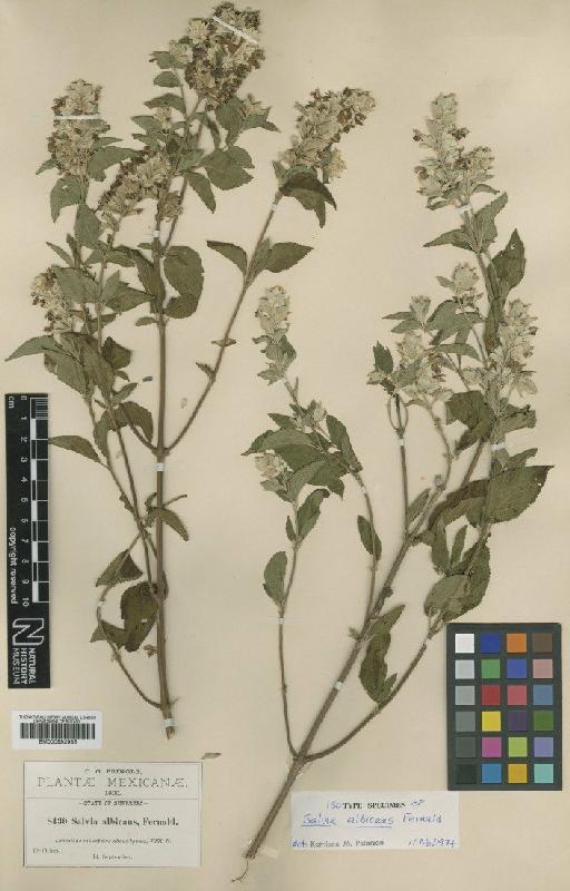 Salvia albicans Fernald - BM000992985