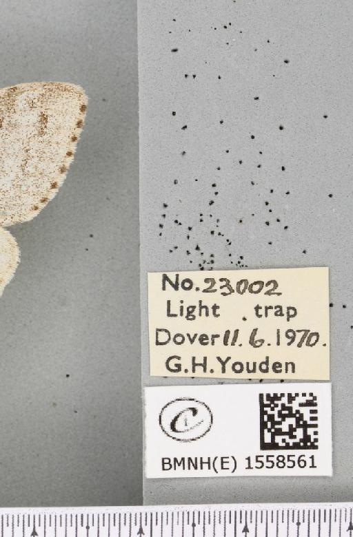 Calliteara pudibunda (Linnaeus, 1758) - BMNHE_1558561_label_255371