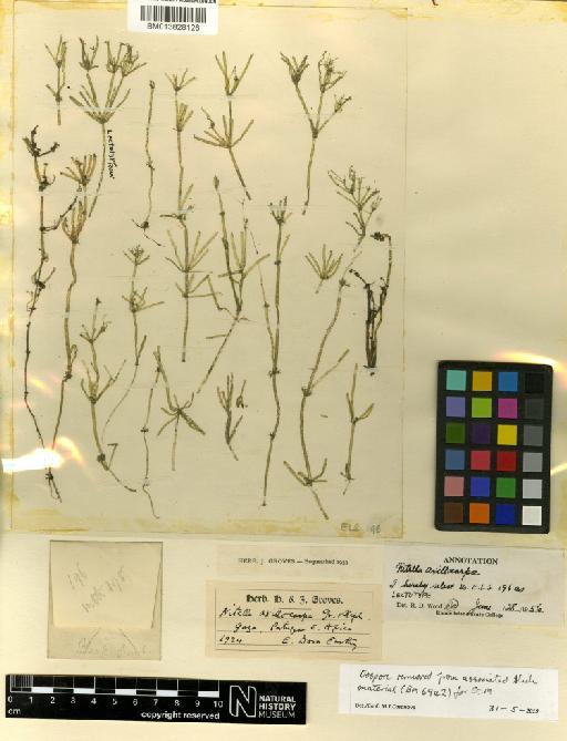 Nitella axillocarpa J.Groves & Stephens - BM013828126