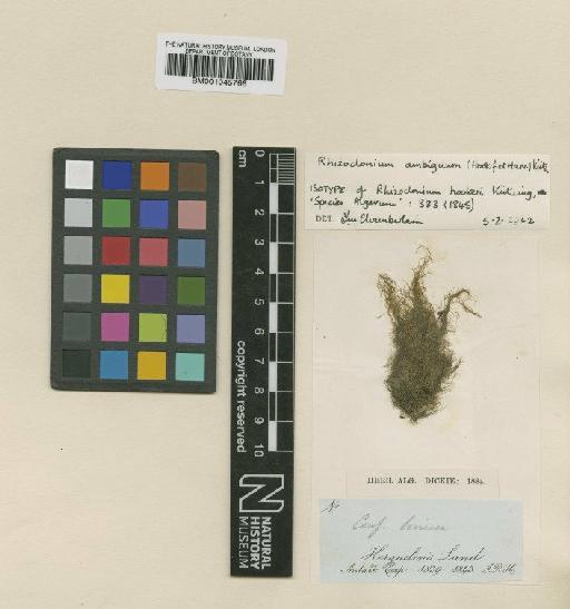 Rhizoclonium ambiguum (Hook.f. & Harv.) Kütz. - BM001045766