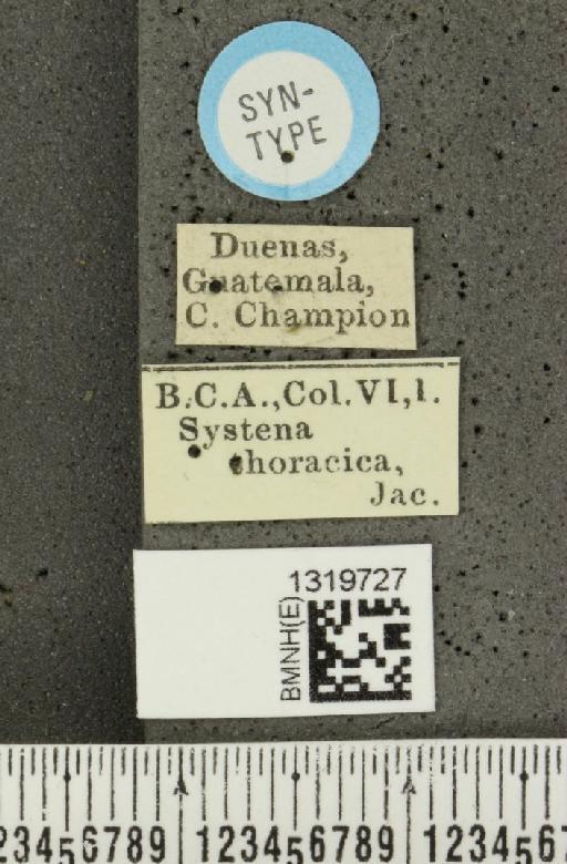 Systena thoracica Jacoby, 1884 - BMNHE_1319727_label_26788