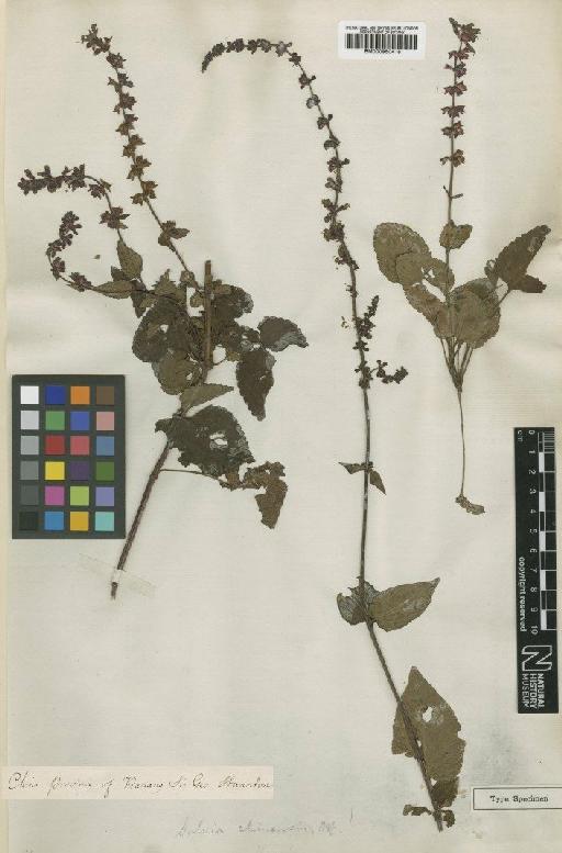 Salvia japonica Thunb. - BM000950418