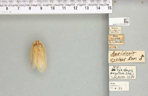 Apsidopis oxyptera (Walker, 1868) - 012496044_111974_87767