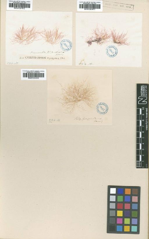 Anotrichium tenue var. thyrsigerum (Thwaites ex Harv.) H.S.Kim & I.K.Lee - BM001004010