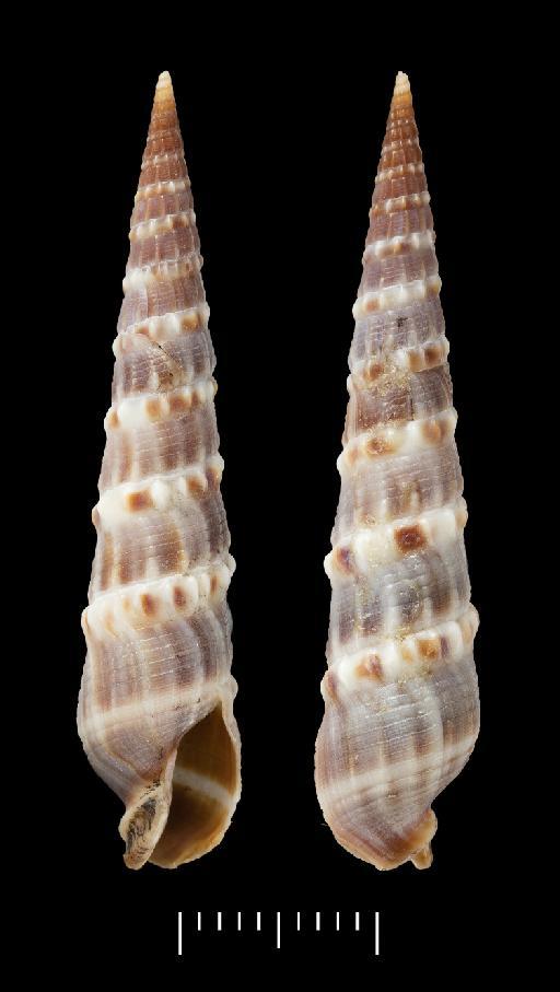 Myurella albocincta (Carpenter, 1857) - 1979143