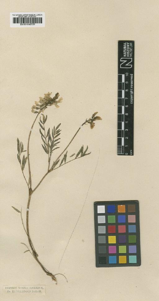 Astragalus aboriginorum Richardson - BM001042529