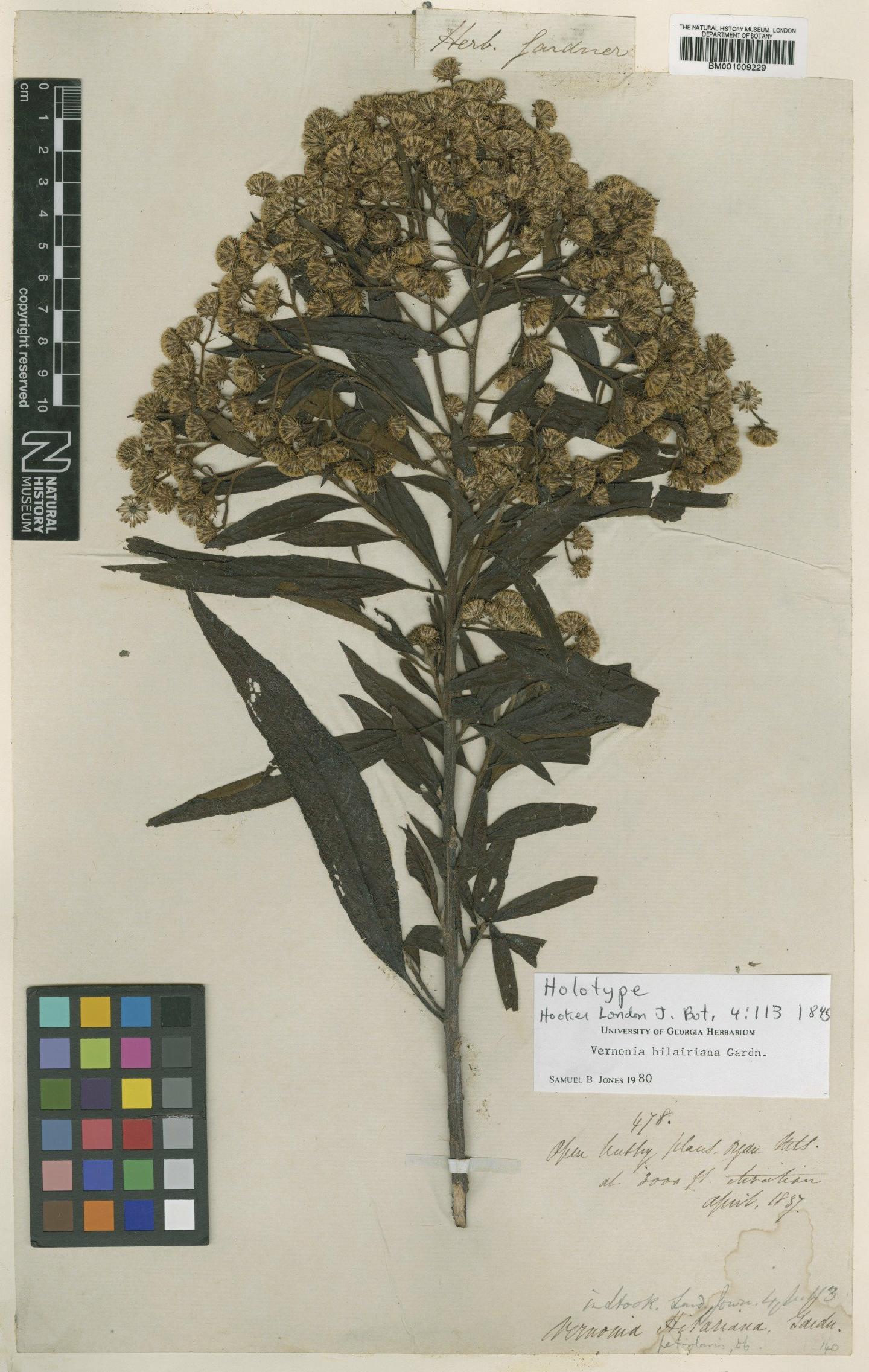 To NHMUK collection (Vernonia hilariana Gardner; Holotype; NHMUK:ecatalogue:557845)