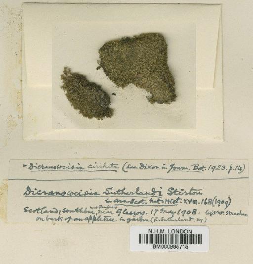 Dicranoweisia cirrata (Hedw.) Lindb. - BM000965715