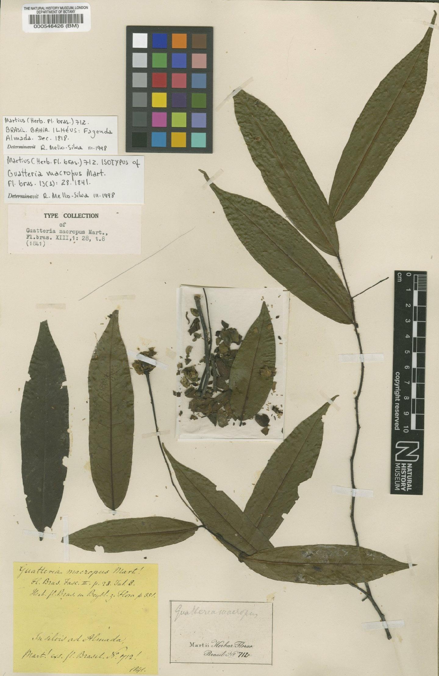 To NHMUK collection (Annonaceae Juss.; Isotype; NHMUK:ecatalogue:4974912)
