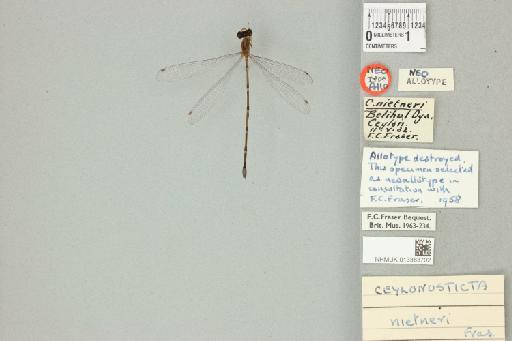 Drepanosticta nietneri Fraser, 1931 - 013383702_dorsal