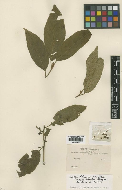 Rhamnus sphaerosperma var. pubescens (Reissek) MC Jonhnsson - BM000838557