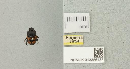 Onthophagus trituber (Wiedemann, 1823) - 013386135_772393_983726