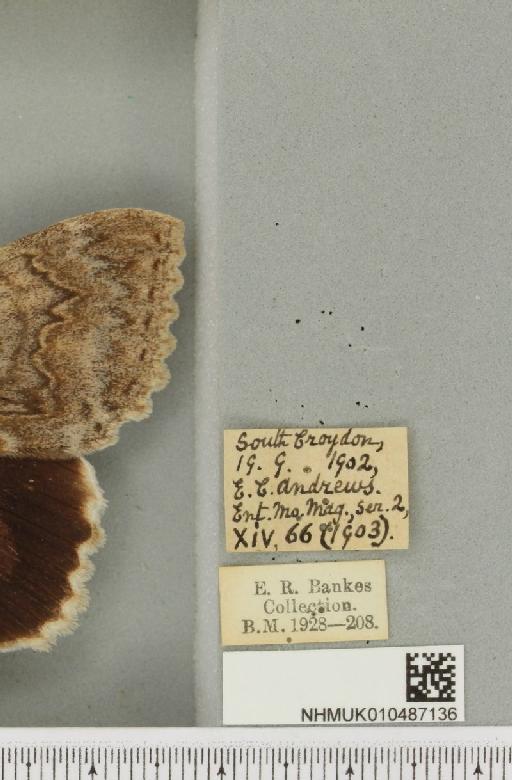 Catocala nupta ab. brunnescens Warren, 1913 - NHMUK_010487136_label_543500