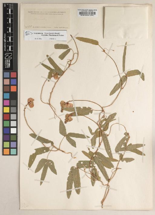 Vigna linearis (Kunth) Maréchal, Mascherpa & Stainier - BM000556252