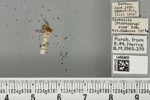 Ceratitis (Pterandrus) quilicii De Meyer et al., 2016 - BMNHE_1466405_26963