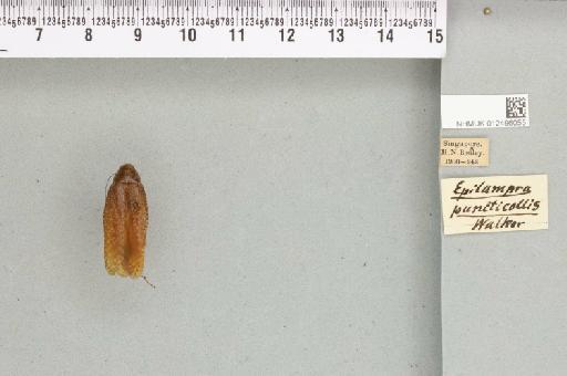 Rhabdoblatta puncticollis (Walker, 1868) - 012496055_111988_87836