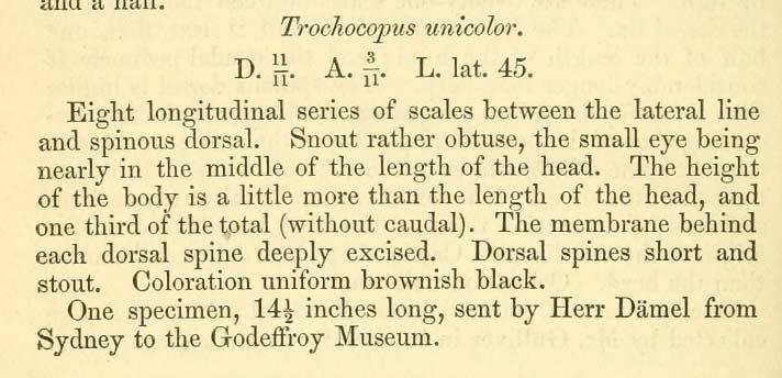 To NHMUK collection (Trochocopus unicolor Günther, 1876; HOLOTYPE; NHMUK:ecatalogue:3107351)