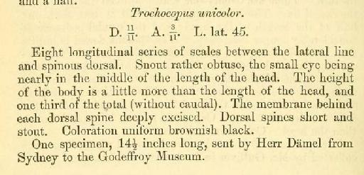 Trochocopus unicolor Günther, 1876 - T. unicolor