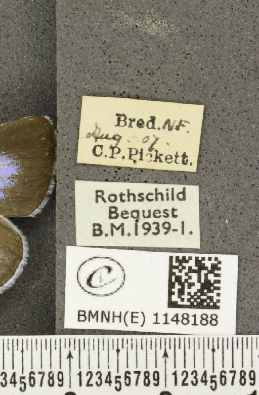 Celastrina argiolus britanna ab. aquilana Grund, 1908 - BMNHE_1148188_label_111212