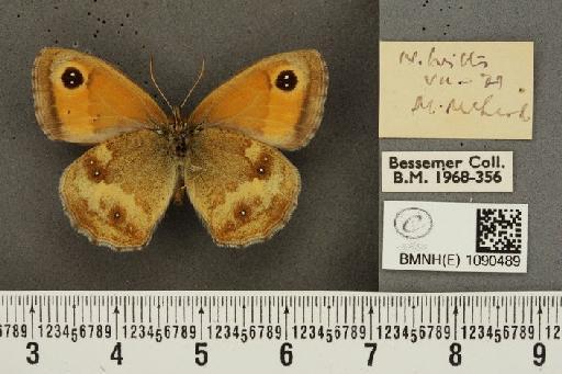 Pyronia tithonus britanniae (Verity, 1914) - BMNHE_1090489_728