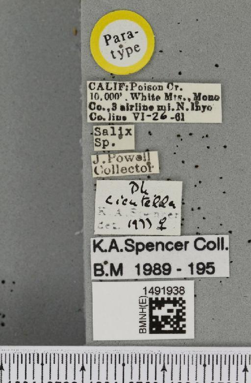 Phytomyza cicutella Spencer, 1981 - BMNHE_1491938_label_53635