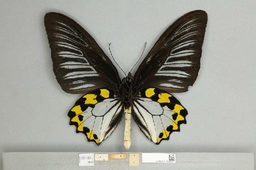 Troides hypolitus sulaensis (Staudinger, 1895) - 013606077_additional