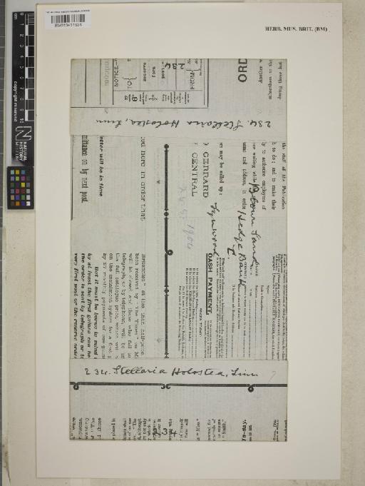 Stellaria holostea L. - BM013411934_packet