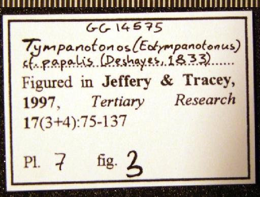 Tympanotonos (Eotympanotonus) papalis (Deshayes, 1833) - GG 14575. Tympanotonos (Eotympanotonos) cf. papalis (label 2)