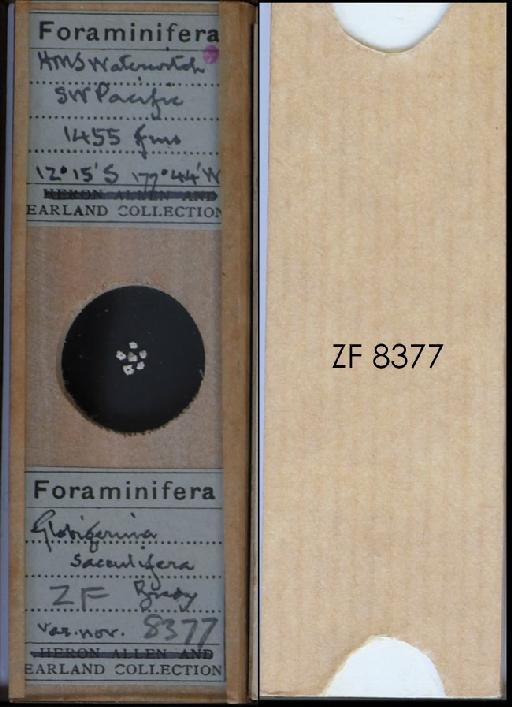 Globigerina sacculifera Brady, 1877 - ZF 8377.tif