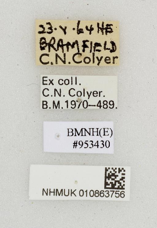 Bellardia Robineau-Desvoidy, 1863 - 010863756-Bellardia-labels