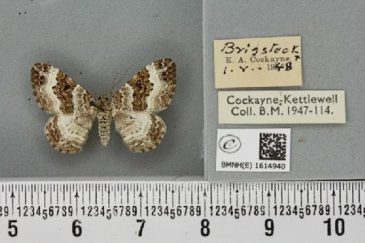 Epirrhoe alternata alternata ab. pseudorivata Wagner, 1923 - BMNHE_1614940_316084