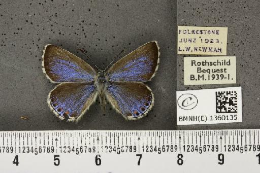 Lysandra bellargus ab. semiceronus Tutt, 1909 - BMNHE_1360135_181654