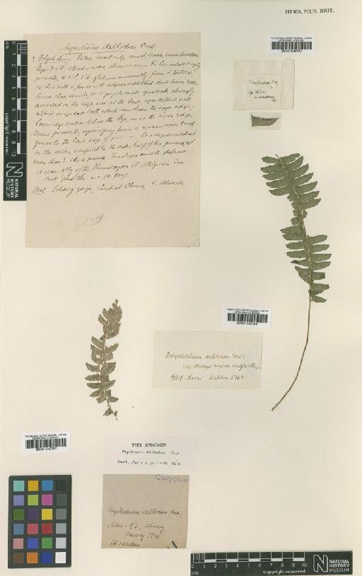 Polystichum deltodon (Baker) Diels - BM001048787