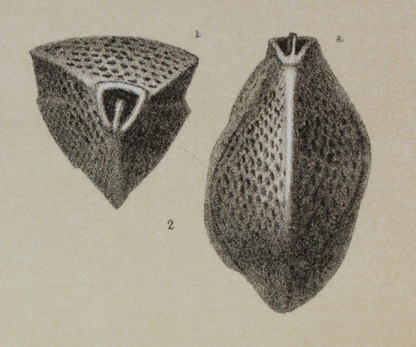 To NHMUK collection (Miliolina bertheliniana Brady, 1884; NHMUK:ecatalogue:3092667)