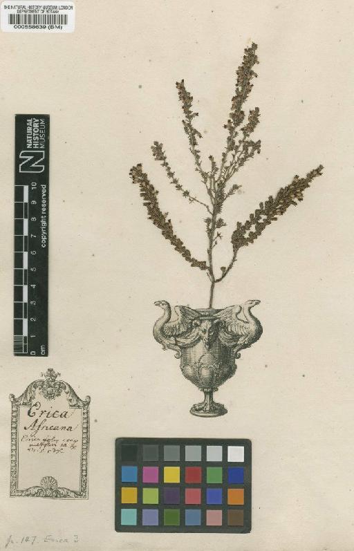 Erica arborea L. - BM000558639