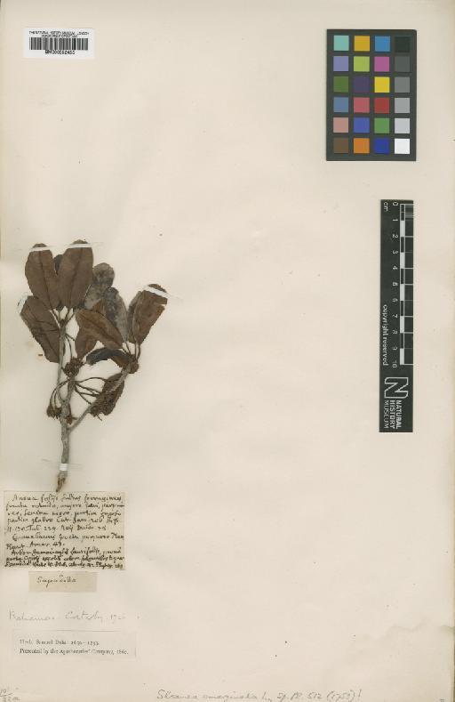 Manilkara jaimiqui subsp. emarginata (L.) Cronquist - BM000952455