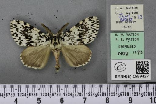 Lymantria monacha (Linnaeus, 1758) - BMNHE_1559427_252142