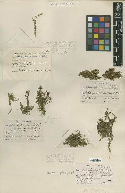 Stereophyllum ligulatum A.Jaeger - BM001108863_a