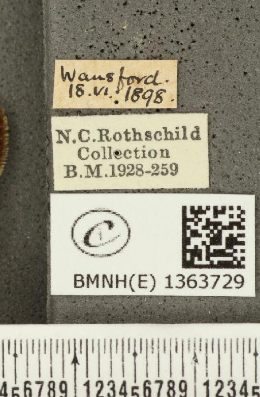 Carterocephalus palaemon (Pallas, 1771) - BMNHE_1363729_label_175896