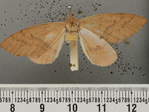 Arhodia retractaria Walker, 1860 - Arhodia retractaria Walker syntype female 1377205 dorsal