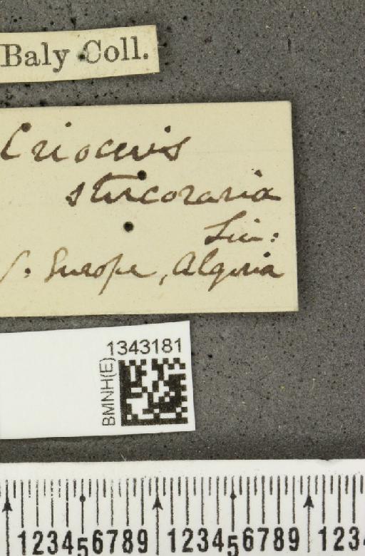 Lilioceris (Lilioceris) lilii stercoraria (Linnaeus, 1767) - BMNHE_1343181_label_13074