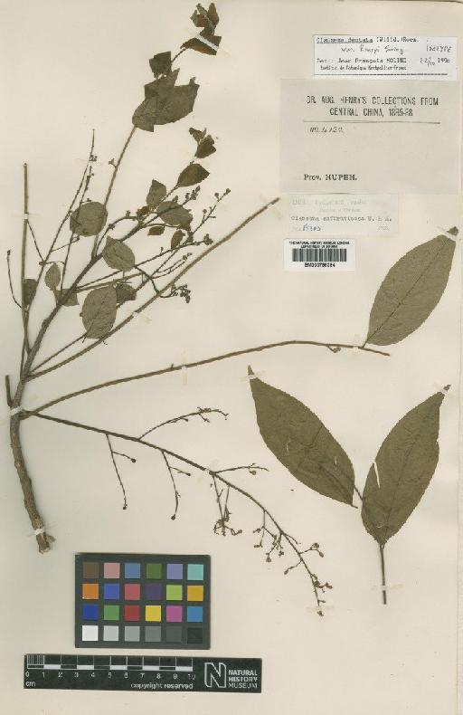 Clausena anisata Willd. - BM000798394