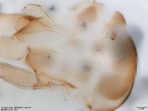 Lutzomyia (Pressatia) camposi Rodriguez, 1952 - Lutzomyia_acanthobasis-BNMH(E)1722073_PT-female_thorax-10x.tif